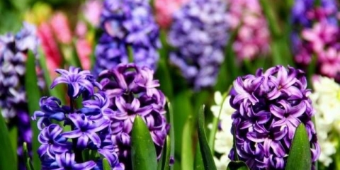 Kada saditi zumbule na otvorenom